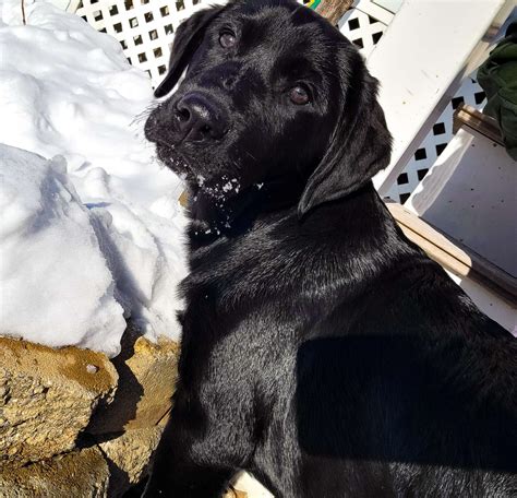 Black labrador retriever - Stud Dog in Dundalk , the United States ...