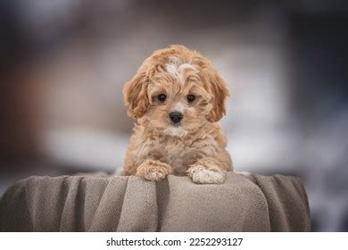 Four Curly Cavapoo Dog Puppies Posing Stock Photo 2326877051 | Shutterstock