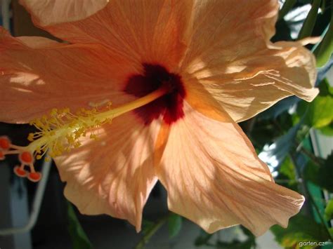 Forum / Obrázek : Ibišek čínská růže (Hibiscus rosa | Garten.cz