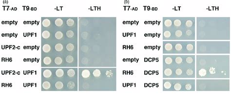 Yeast Two Hybrid Interaction Assay Between Upf Dcp And The Ddx