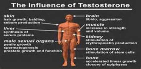 How Testosterone Effects the Body | HubPages