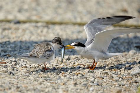 Canon Bird Branch Project Biodiversity Initiatives Bird Photo Guide