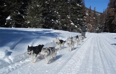 Five Star Colorado- Ski Vacation Experiences Created: Breckenridge Dog ...