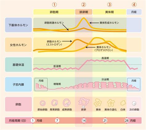 月経困難症・pms｜まつもとウィメンズクリニック赤羽｜赤羽の婦人科