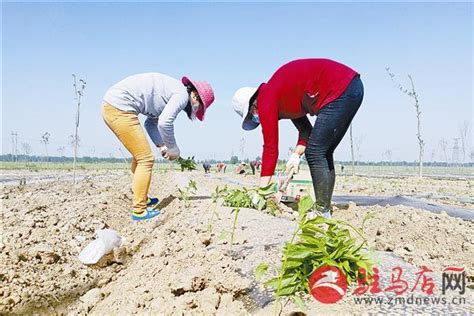 引鳳築巢 脫貧致富 每日頭條