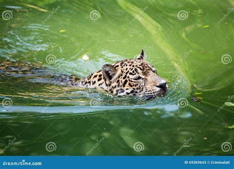 Orange Jaguar Swimming Stock Image Image Of Predator