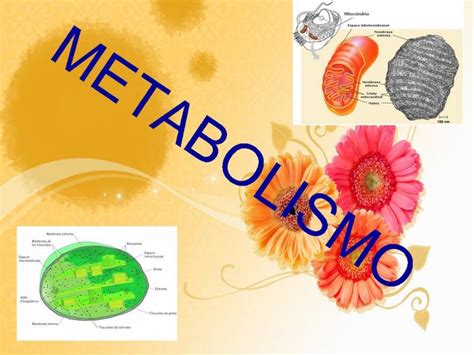 Conoce Todo Sobre El Sistema Activador Reticular Ascendente