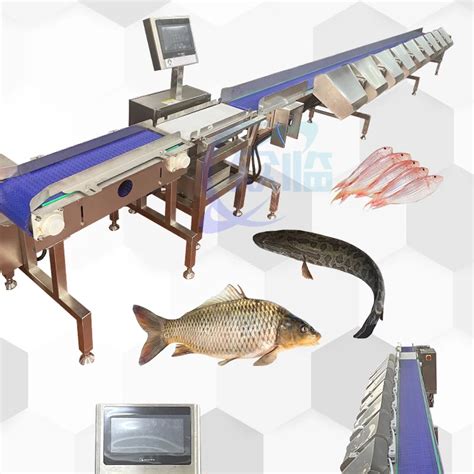 Pelagic Fish Grading Machine Pelagic Fish Weight Grader 120 150pcs Min