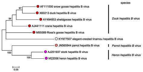 Genus: Avihepadnavirus | ICTV