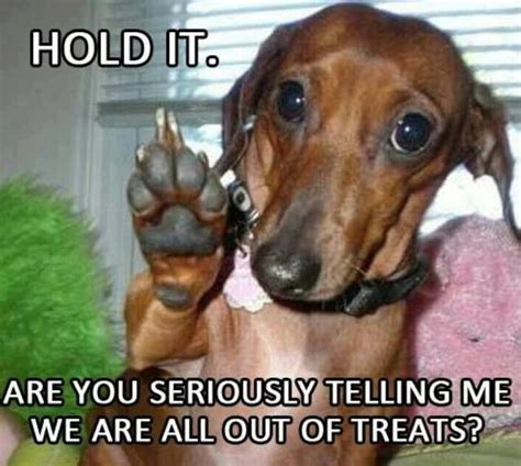 Weiner Dog Funny Quotes Quotesgram