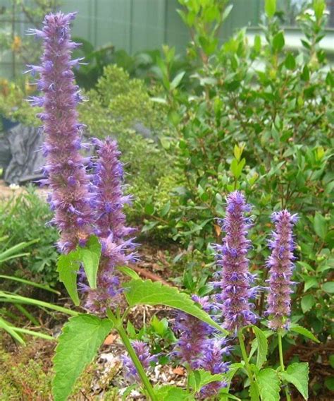 Agastache Licorice Blue Plants Secret Garden Plant Life