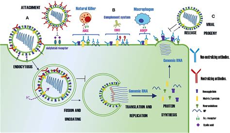 Frontiers Protective Antibodies Against Influenza Proteins