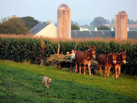 The Amish, a potential sustainable-living model - Impakter