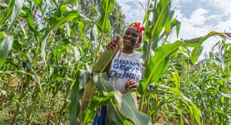 50 Crops You Can Plant In Mbakalo Tongaren Bungoma County