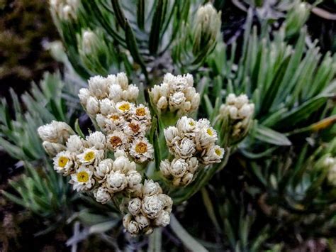 Fakta Tentang Edelweiss Bunga Abadi Tidak Boleh Dipetik Sembarangan