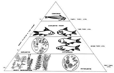 About Diversity...: Ecosystem