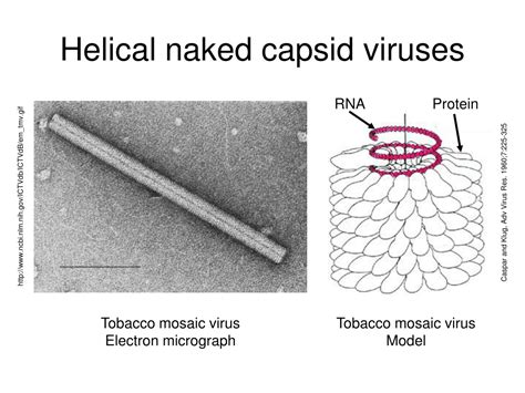 Ppt Virus Structure Classification And Replication Powerpoint