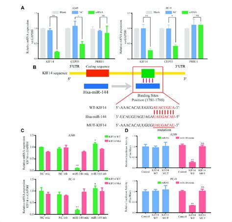 Kif Could Be Negatively Regulated By Mir P In Luad Cells A