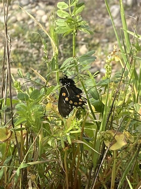 Pipevine Swallowtail From American River Rancho Cordova Ca Us On