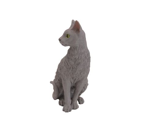 Cornish Rex Cat (Blue) – Forever Pets, Inc.