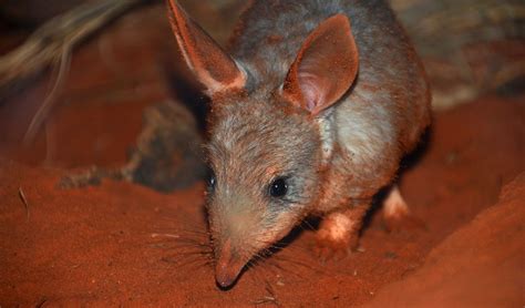 Baby bilby needs a name - Australian Geographic