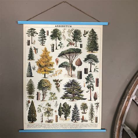 Tree Print Tree Species Wall Art Trees Print Vintage Trees Poster ...