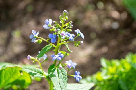 Un Primer Plano De Una Planta Con Flores Azules Foto Premium