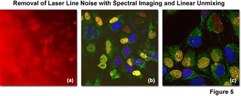 ZEISS Microscopy Online Campus | Practical Considerations for Spectral ... 