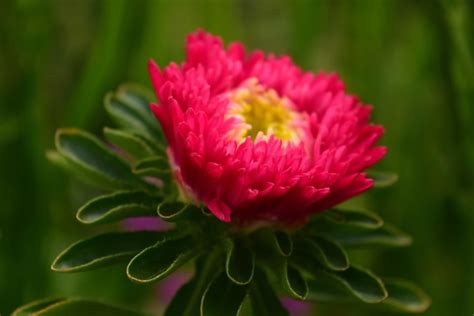 Free Picture Nature Summer Flower Garden Flora Plant Pink