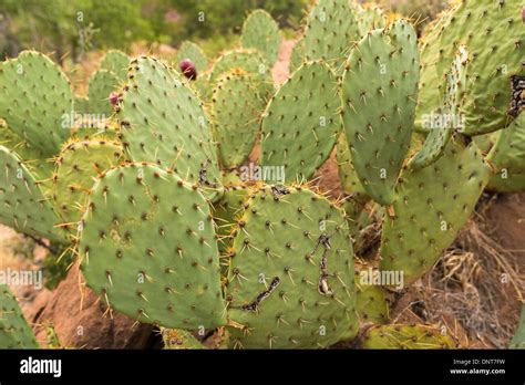 Kaktus Pflanze Im Sp Ten August Engelmann Pricly Birne Opuntia