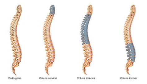 Saiba Tudo Sobre A Coluna Lombar Partes Dores E Tratamentos