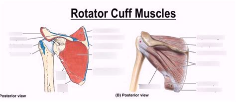 Posterior Rotator Cuff Muscles Diagram Quizlet