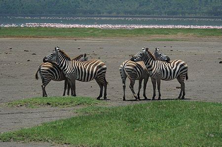 Frottements R Confortants Z Bres Animaux Animaux Lac Et Parc