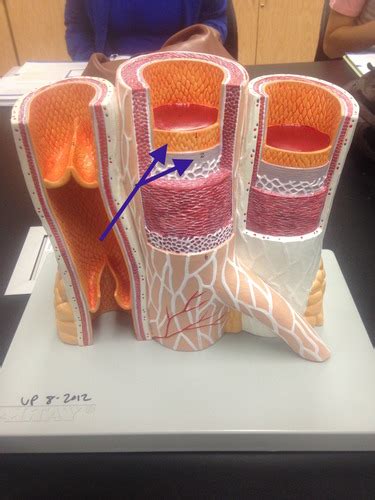 Anatomy Chapter Blood Vessels Flashcards Quizlet