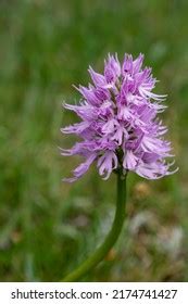 Hanging Naked Man Orchid Orchis Italica Stock Photo 2174741427