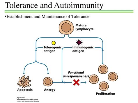 Ppt Tolerance And Autoimmunity Powerpoint Presentation Free Download Id2380150