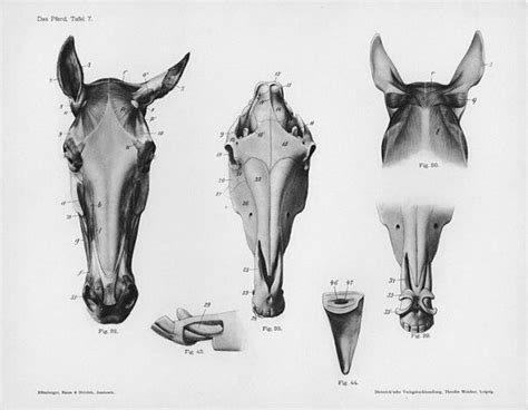 Анатомия лошади. Рисование головы лошади. | Horse anatomy, Horse skull ...