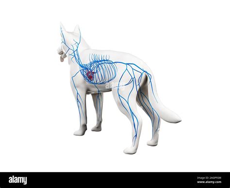 Dog veins Cut Out Stock Images & Pictures - Alamy