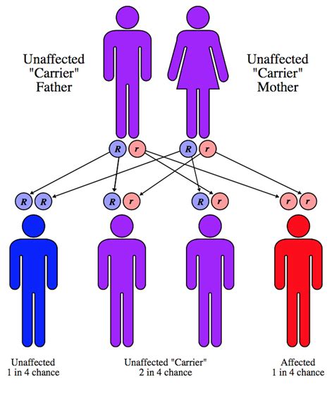 Discovering The Ancient Origin Of Cystic Fibrosis The Most Common