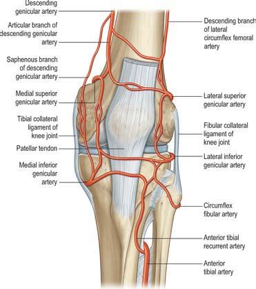 Posterior Tibial Recurrent Artery