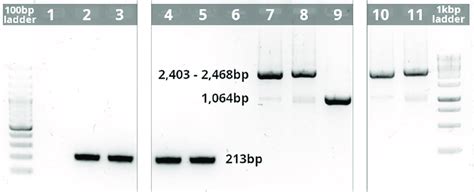 Ermn And Crispr Cas9 Pcr On Wild Type Wt And Transformant Isolates