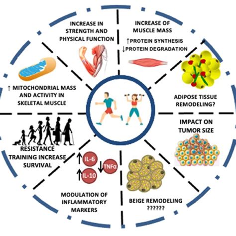 Main Physiological Effects Of Aerobic And Anaerobic Exercise