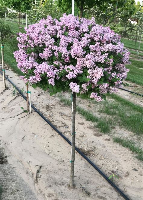 TREE DETAIL: Dwarf Korean Lilac | Dogwood Hills Tree Farm — Middlebury, IN