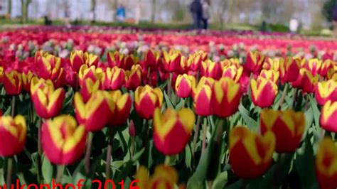 Lễ hội hoa tulip Hà Lan Keukenhof 2016 EuroCicle Du Lịch Châu Âu Linh