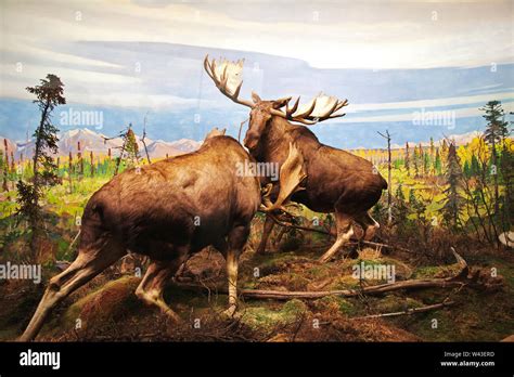 The New York Museum of natural history Stock Photo - Alamy