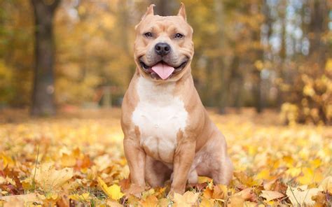 Pitbull Ufc Fighter Height And Fight Stats