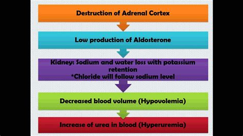 Pathophysiology Addison S Disease Youtube