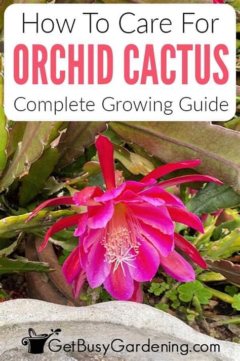 Orchid Cactus Care Complete Growing Guide Get Busy Gardening