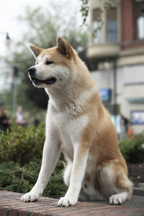 hachiko breed type