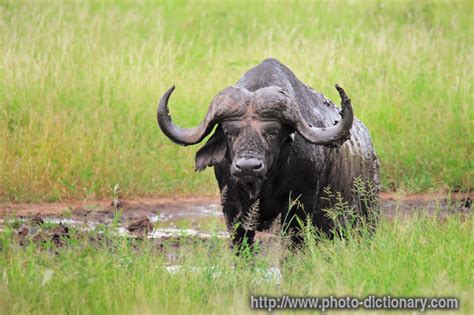 African bufallo - photo/picture definition at Photo Dictionary ...